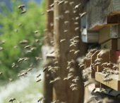 bienen170x145