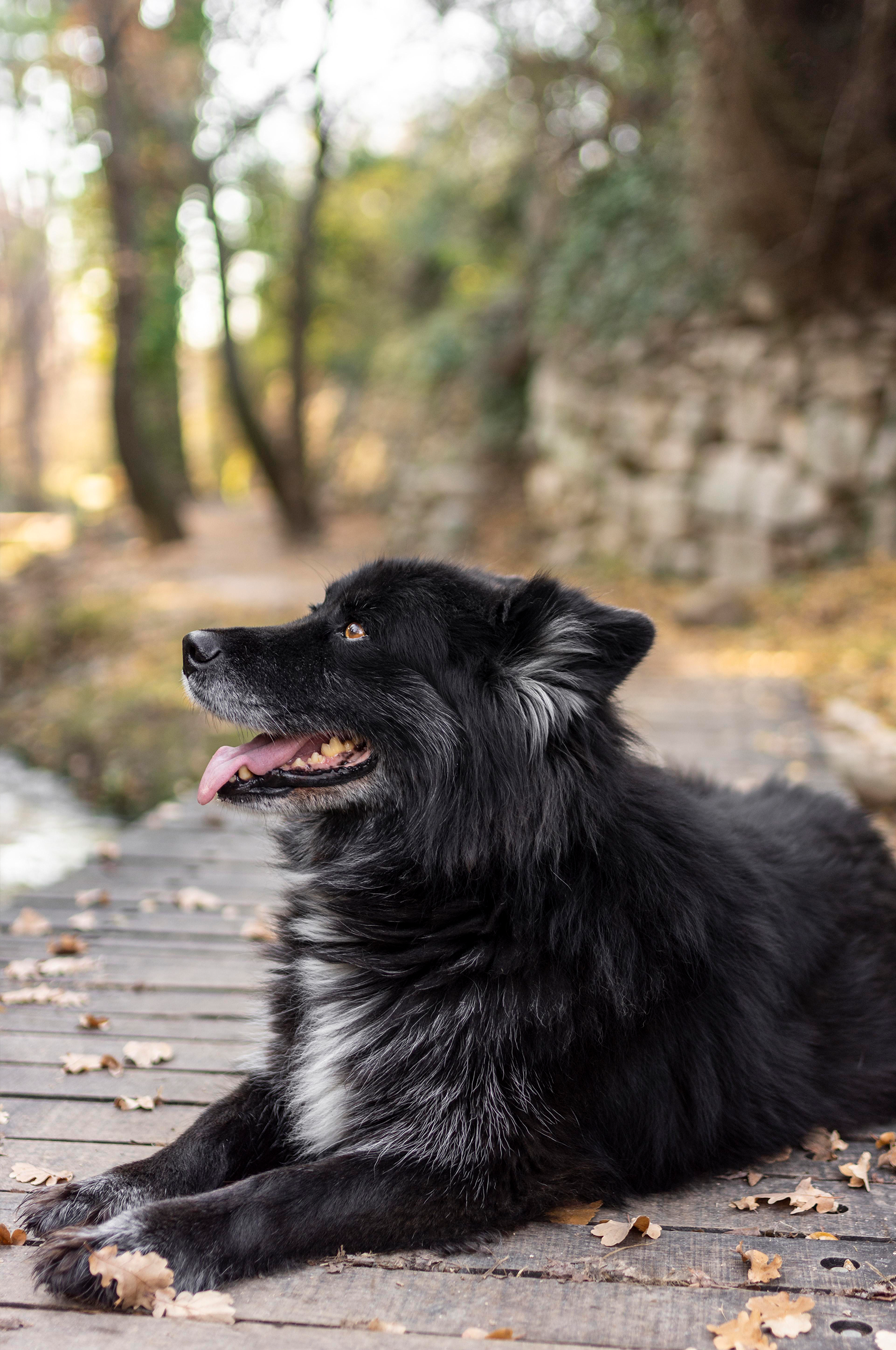 Wellnesshotels mit Hund