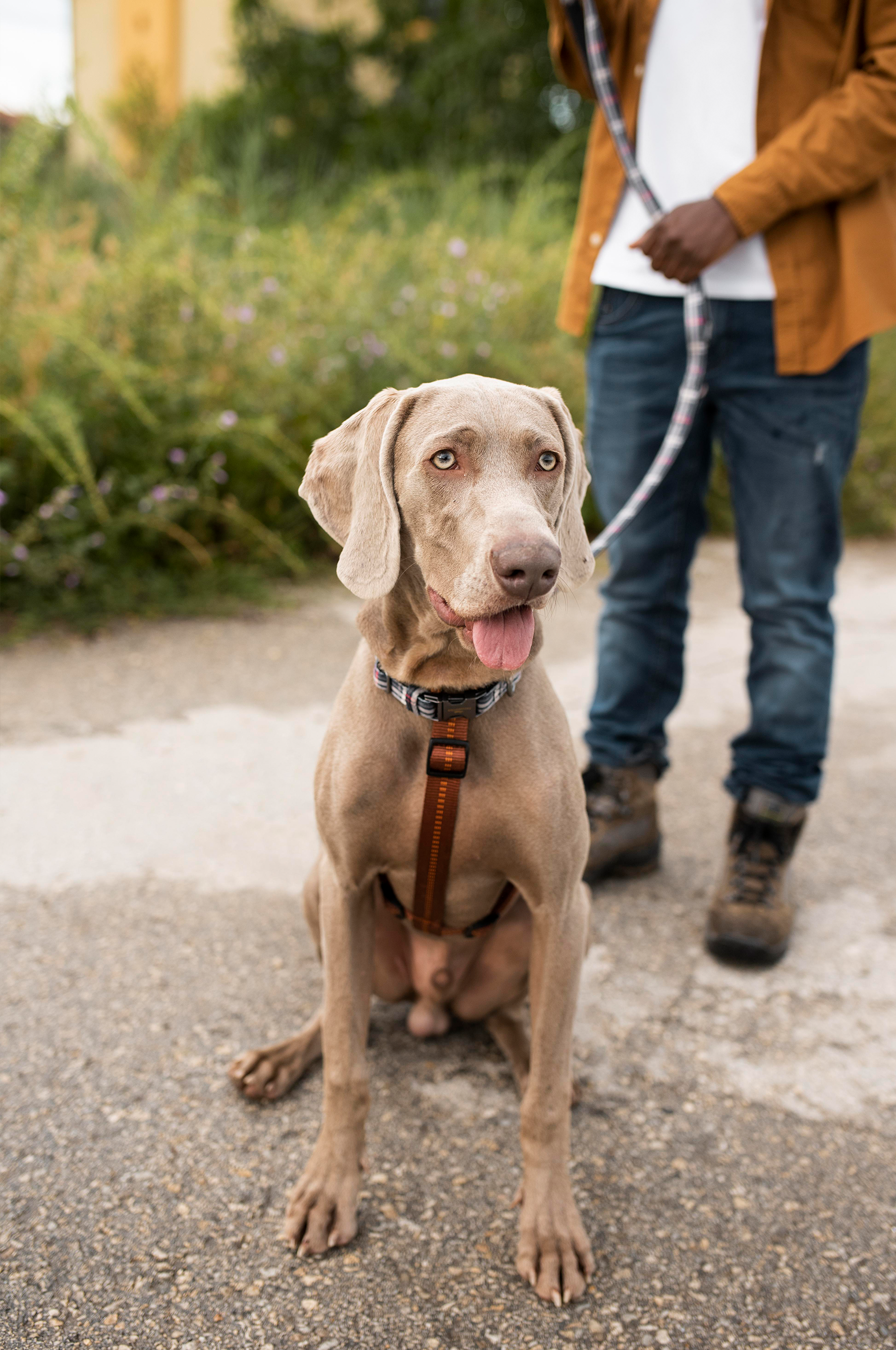 Wellnesshotels mit Hund in Deutschland