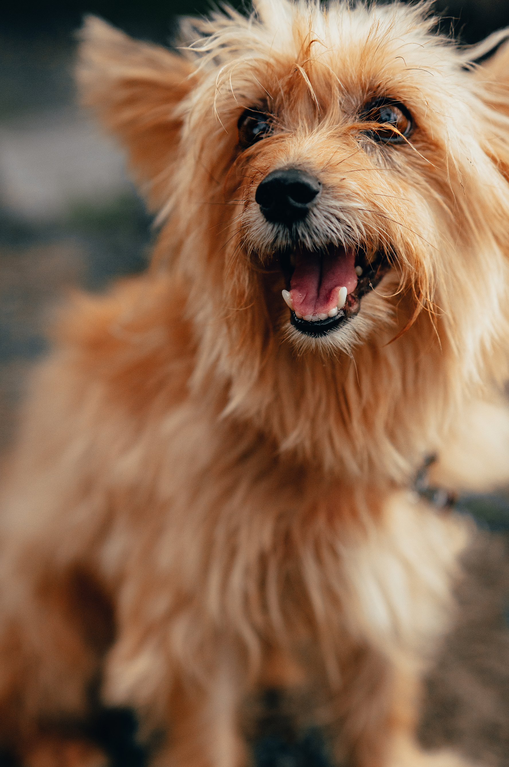 Wellnesshotels mit Hund im Allgäu
