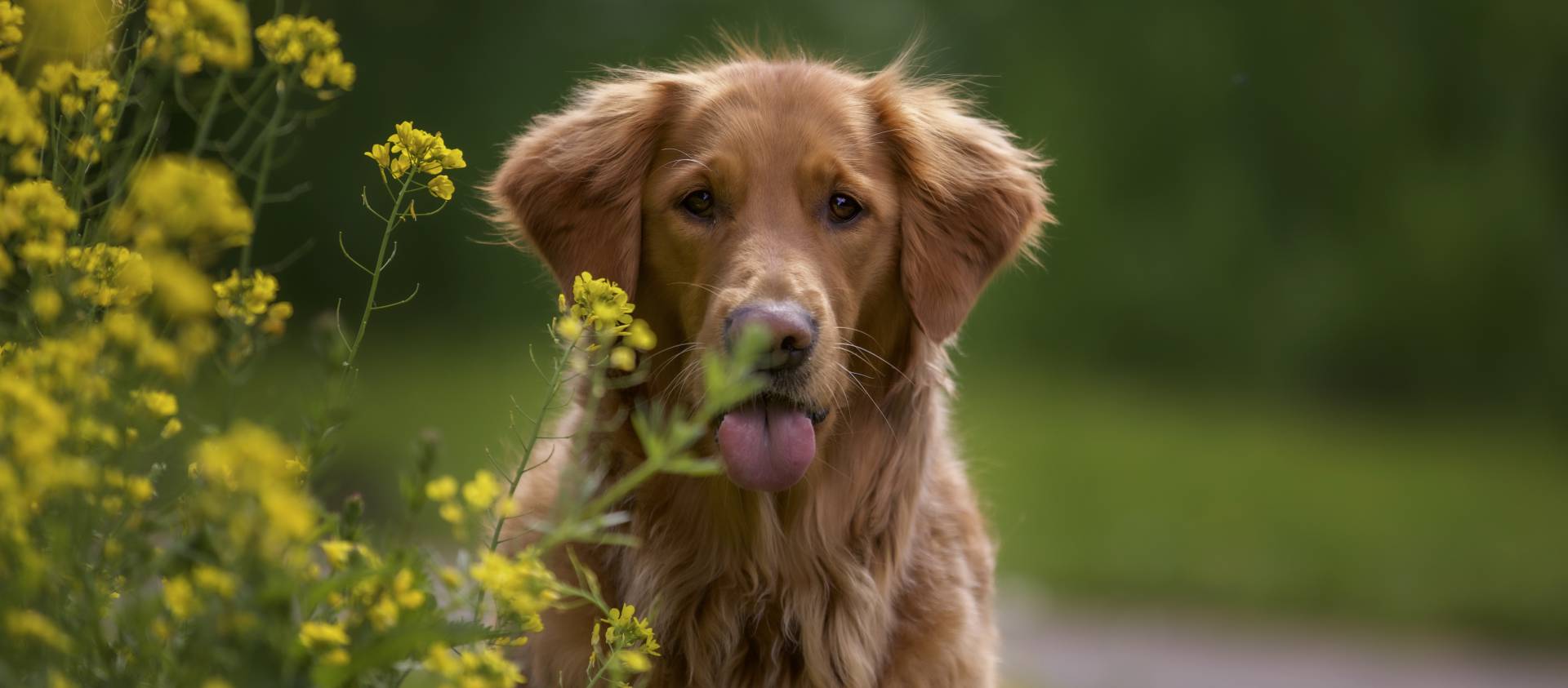 Biohotels Urlaub mit Hund