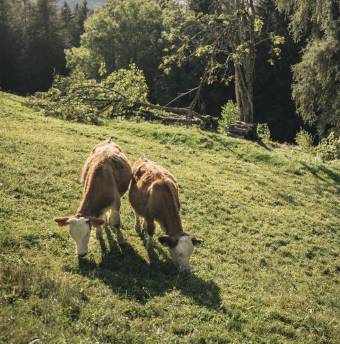 Wandertouren Österreich Biohotel Grafenast