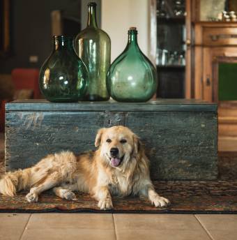 Biohotels Urlaub mit Hund