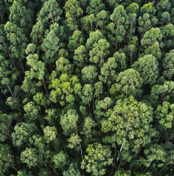 overhead-aerial-shot-thick-forest-with-beautiful-trees-greenery.jpg