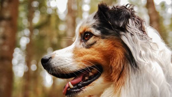 Urlaub mit Hund in den Biohotels