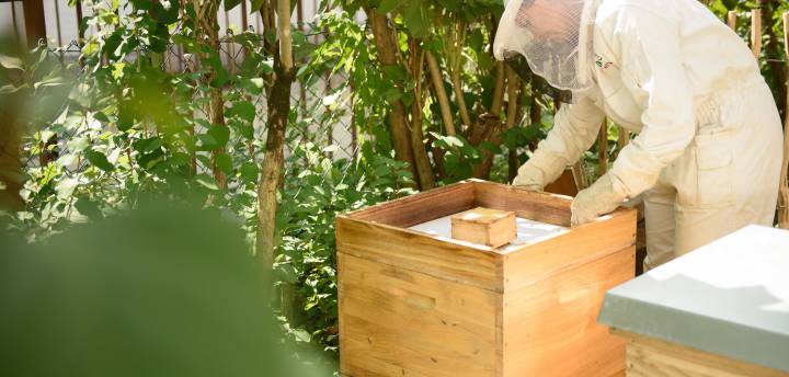 Biohotels Rettet die Bienen