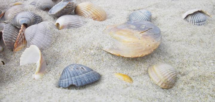 Biohotels-Wandertipps Deutschland Wattenmeer
