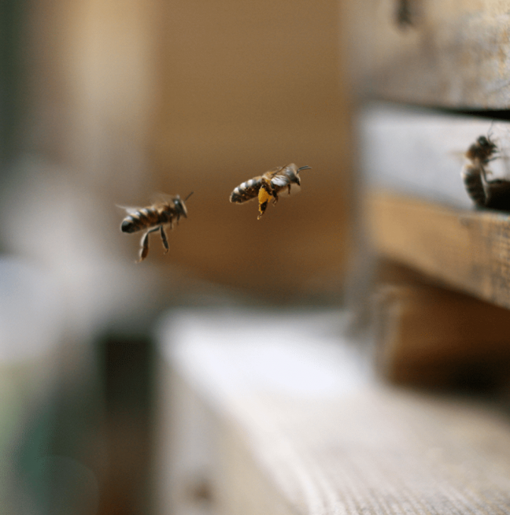 biohotel-bavaria-garmisch-partenkirchen-bienen-stock.png