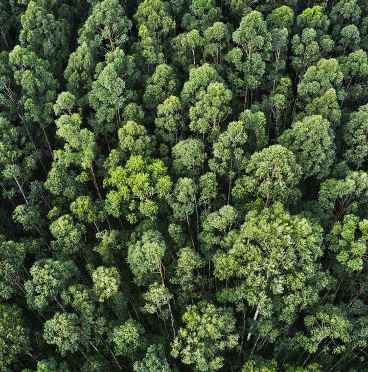 overhead-aerial-shot-of-a-thick-forest-with-beautiful-trees-and-greenery-071628.jpg
