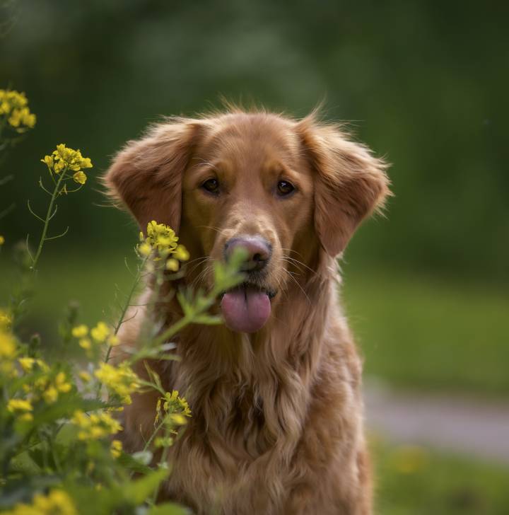 Biohotels Urlaub mit Hund