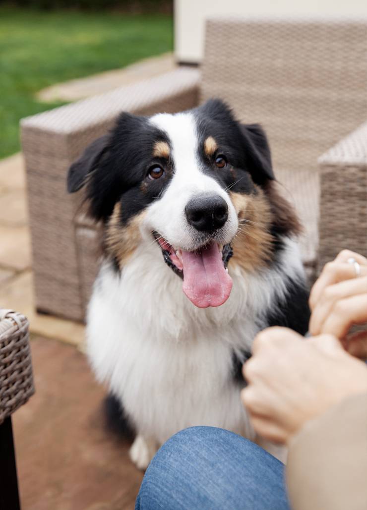Urlaub mit Hund im Hotel