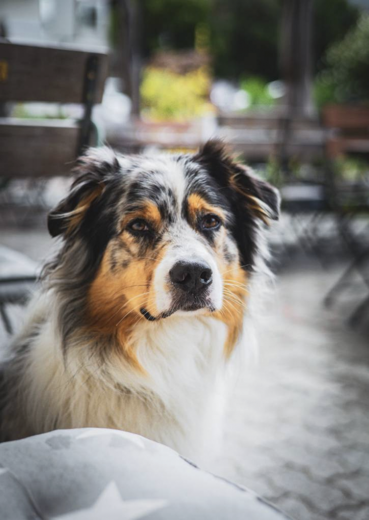 Urlaub mit Hund im Hotel