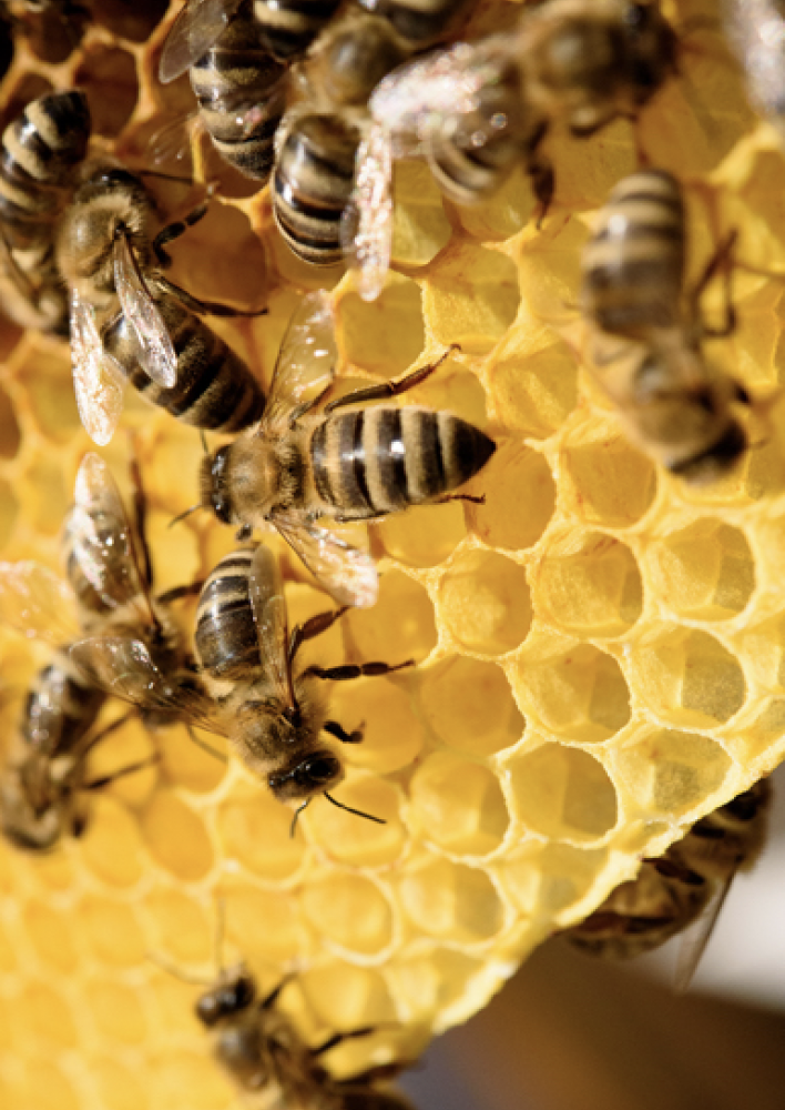Bienen retten Biohotels