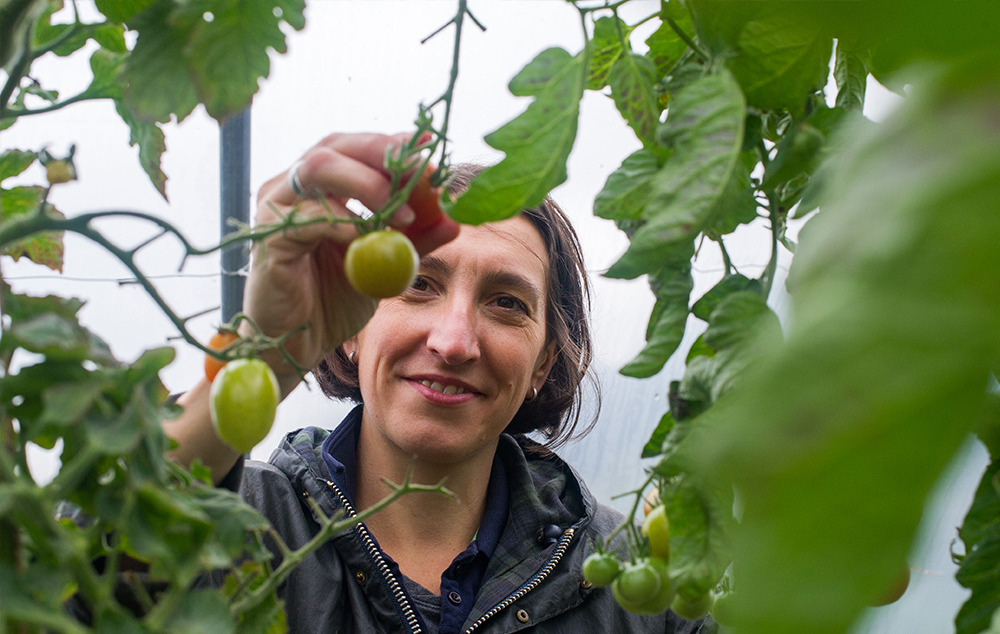 Biohotel Lindengut Tomaten-Ernte